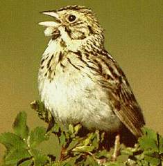 Baird's Sparrow